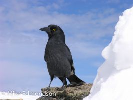 Pied Currawong enjoys the snow