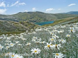Silver Snow Daisies above Blue Lake