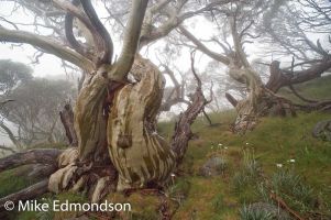 Snowgums in the mist