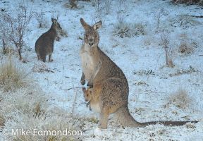 Snowy Mountains Kangaroos